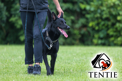 Erfahre mehr über die Leinenpflicht bei Hunden auf www.tentie.de