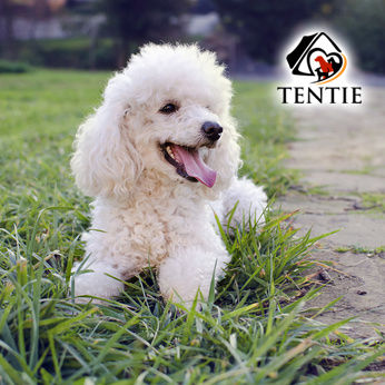 tentie.de - was es über reinrassige Hunde zu wissen gibt