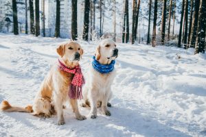 Hundetipps im Winter